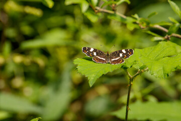 butterfly on leaf