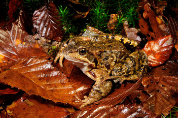 Common frog // Grasfrosch (Rana temporaria)