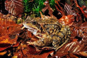 Common frog // Grasfrosch (Rana temporaria)