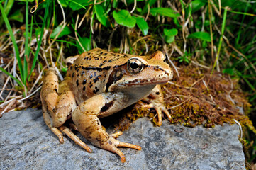 Common frog // Grasfrosch (Rana temporaria)