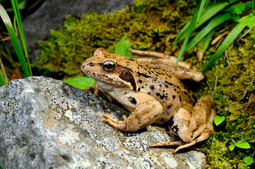 Grasfrosch // Common frog (Rana temporaria)