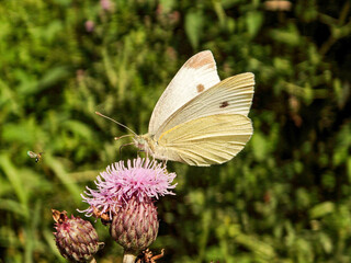 butterfly on a flower