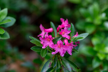 Rhododendron hirsutum flower in mountains