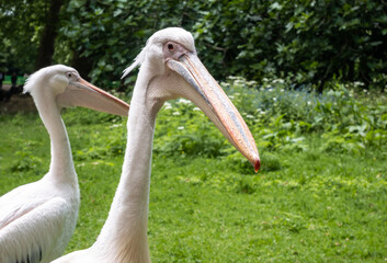 Close up of a large, beautiful Pelican bird in St James's Park, London, England, United Kingdom.