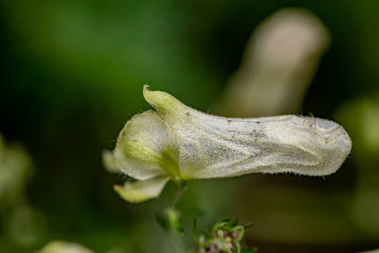 Aconitum lycoctonum flower in forest, close up shoot	