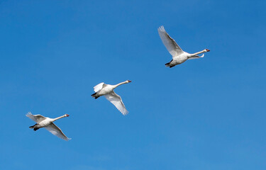 3 Schwäne fliegen über die Ostseeinsel Fehmarn bei schönem wolkenlosen blauen Himmel