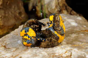Yellow-bellied toad // Gelbbauchunke (Bombina variegata)