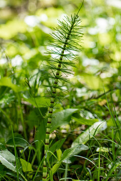 Equisetum arvense flower growing in forest, close up 