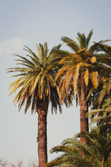 Palms against the blue sky. Low Angle View.