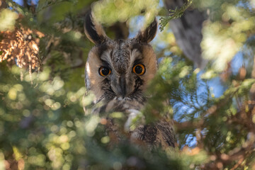 Long-eared owl (Asio otus)