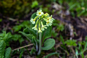 Primula vulgaris flower growing in mountains 	