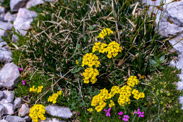 Alyssum ovirense flower growing in mountains, close up shoot	