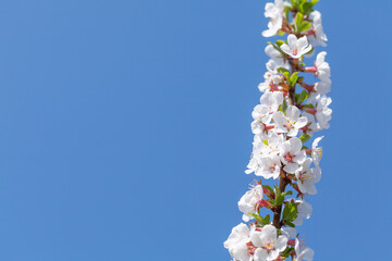 Cherry blossom spring tree in front of blue sky