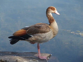 Egyptian goose at Phoenix Lake in the Dortmund suburb of Hoerde, North Rhine-Westphalia, Germany