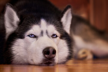 Beautiful portrait siberian husky dog lying on the wooden floor. Adorable pet.