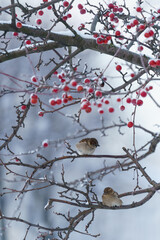 Two small frozen bird sparrows waiting for food sitting on tree with red berries and snow-covered branch on frosty winter day. 