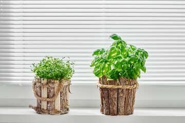 Fresh basil and thyme growing in a pot on a white kitchen sill.