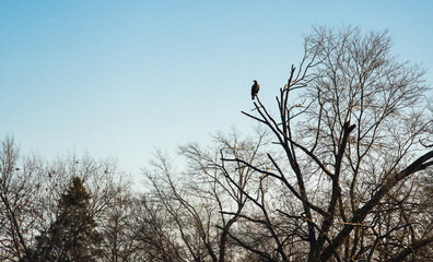 Wild Juvenile Bald Eagles hunting from tree branches at a farm in Birchwood Tennessee.