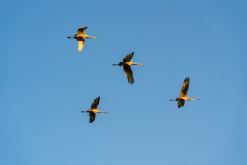 Sandhill Cranes flying in formation over Sandhill Wildlife Refuge in Birchwood Tennessee.