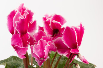 Cyclamen hederifolium, Ivy-leaved cyclamen, sowbread with pink flowers, isolated on white background