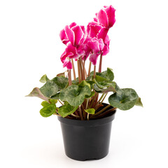 Cyclamen hederifolium, Ivy-leaved cyclamen, sowbread with pink flowers, isolated on white background