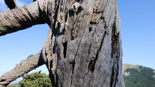 the majestic Pino Loricato (Bosnian pine) a millennial age tree in the Pollino National Park. Pinus heldreichii, leucodermis. Calabria and Basilicata, Italy