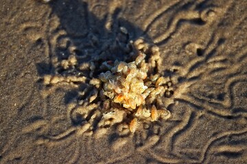 The beauty of marine species found on the beachfront sand in Rio Grande do Sul, Brazil.