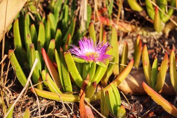 A beautiful flower found on top of the sand dunes at the entrance to the beach.