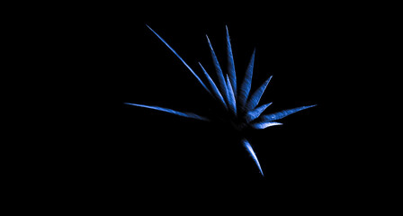palm or star type fireworks isolated