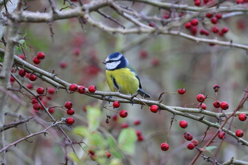A Blue Tit sat in a Tree surrounded with berries on a Winter Day, County Durham, England, UK.