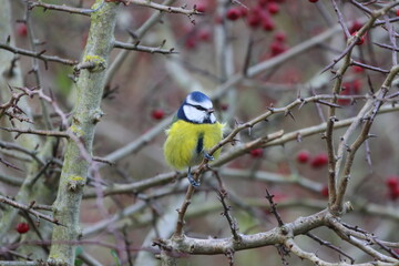 A Blue Tit sat in a Tree surrounded with berries on a Winter Day, County Durham, England, UK.