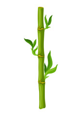 Fototapeta na wymiar Illustration of green bamboo stem and leaves. Decorative exotic plants of tropic jungle.