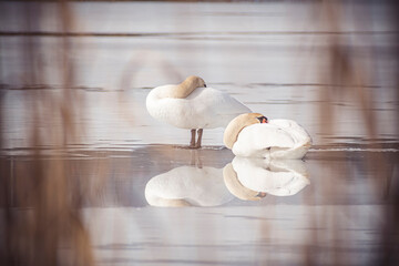 Perfect reflection of swans in ice. Two adult Cygnus cygnus birds wintering in Pilaitė district, Vilnius, Lithuania. Selective focus on the details, blurred background.