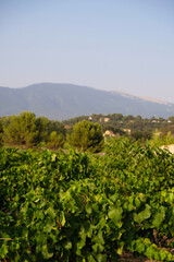 Fototapeta na wymiar Grapevine on a blurred background of famous Mont Ventoux mountain in the evening golden hour in Provence, France. Vertical image.