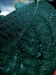 rain drops on a leaf