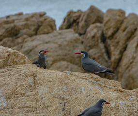 Seagull ocean birds