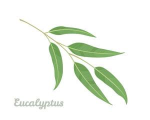 Eucalyptus branch isolated on white background. Vector illustration of green leaf in cartoon flat style. Medicinal plant.