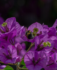 Bees in the garden