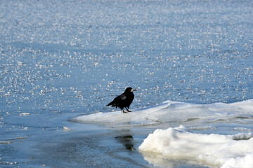 Lonely crow staying on ice island of frozen river