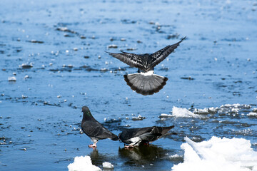Sea-gulls on icy frozen sea , beauty of winter nature , hungry birds