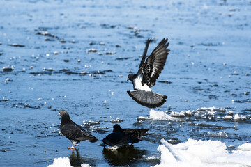 Sea-gulls on icy frozen sea , beauty of winter nature , hungry birds