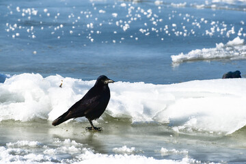 Lonely crow staying on ice island of frozen river