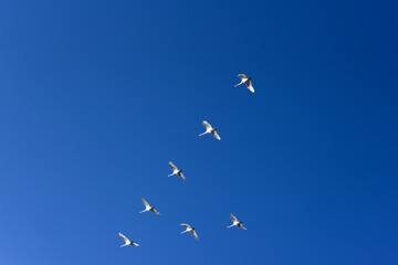 Chain of swans in blue sky,migratory birds