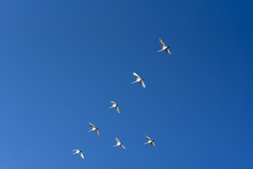 Chain of swans in blue sky,migratory birds