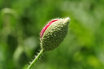 A flower bud