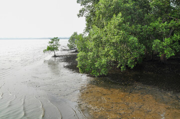 Fototapeta na wymiar Mangroves in Sungei Buloh, Singapore