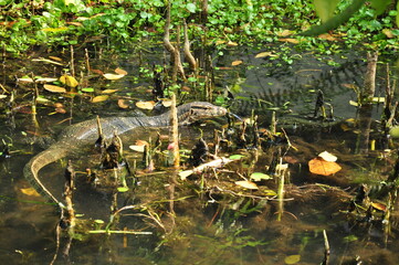 Monitor lizard in the swamp