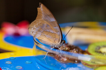 Big colorful butterfly sitting on a green plant