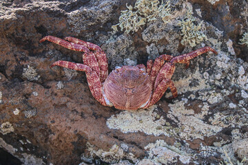 Un cangrejo sobre una roca 