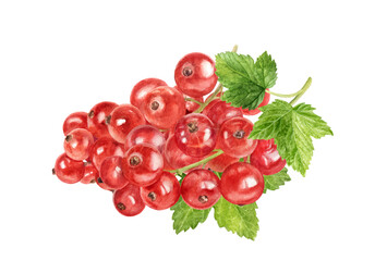 Red currant composition watercolor illustration isolated on white background.